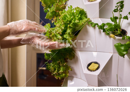 Fresh leafy greens, Closeup of fresh lettuce harvested from vertical farm system, Bright indoor environment showcasing hands harvesting lush leafy vegetables for culinary use 136072026
