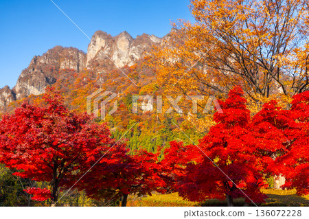Mt. Myogi, one of Japan's three most beautiful places, with its autumn foliage and maple trees at Mt. Myogi Panorama Park in Myogicho, Tomioka City, Gunma Prefecture Mt. Myogi, one of Japan's three most beautiful places, with its autumn foliage and maple trees at Mt. Myogi Panorama Park in Myogicho, Tomioka City, Gunma Prefecture 136072228