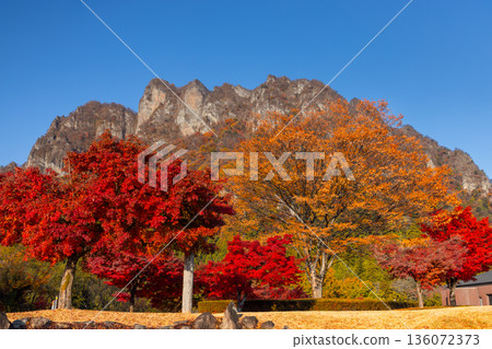Mt. Myogi, one of Japan's three most beautiful places, with maple trees in the plaza at Mt. Myogi Panorama Park in Tomioka City, Gunma Prefecture. Mt. Myogi, one of Japan's three most beautiful places, with maple trees in the plaza at Mt. Myogi Panorama Park in Tomioka City, Gunma Prefecture. 136072373