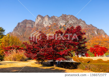 妙義山是日本三大名勝之一,群馬縣富岡市妙義山全景公園廣場上種滿了楓樹。 妙義山是日本三大名勝之一,群馬縣富岡市妙義山全景公園廣場上種滿了楓樹。 136072377