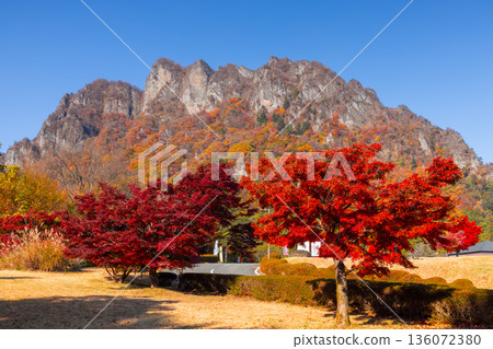 妙義山是日本三大名勝之一,群馬縣富岡市妙義山全景公園廣場上種滿了楓樹。 妙義山是日本三大名勝之一,群馬縣富岡市妙義山全景公園廣場上種滿了楓樹。 136072380