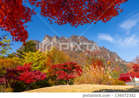 妙義山是日本三大名勝之一,群馬縣富岡市妙義山全景公園廣場上種滿了楓樹。 妙義山是日本三大名勝之一,群馬縣富岡市妙義山全景公園廣場上種滿了楓樹。 136072382