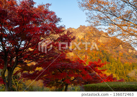 妙義山是日本三大名勝之一，圖為群馬縣富岡市妙義町妙義山全景公園內秋色絢麗，楓樹成蔭。 136072463