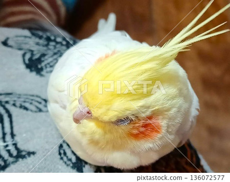一隻昏昏欲睡的手持玄鳳鸚鵡正舒服地趴在你的腿上 一隻昏昏欲睡的手持玄鳳鸚鵡正舒服地趴在你的腿上 136072577