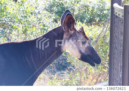 Okapi 136072621