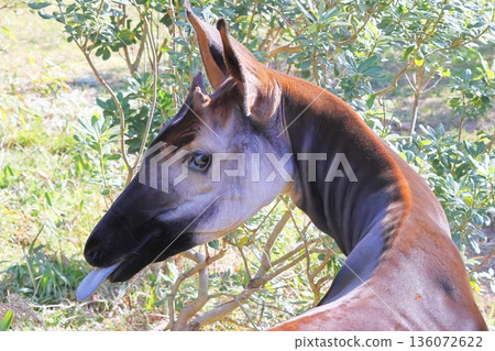 Okapi Okapi 136072622