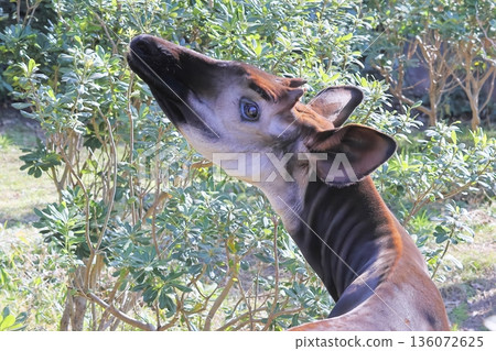 Okapi Okapi 136072625