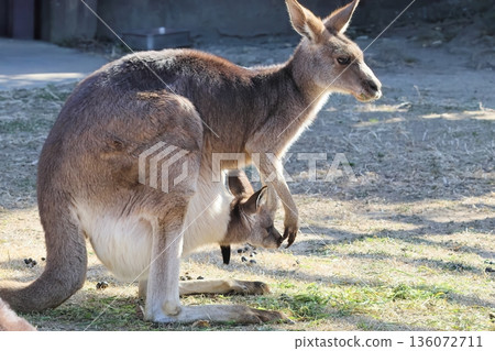 Kangaroo Kangaroo 136072711