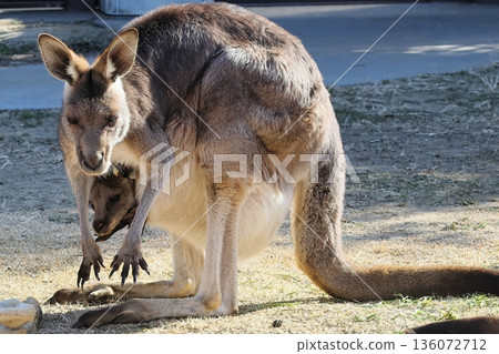Kangaroo Kangaroo 136072712