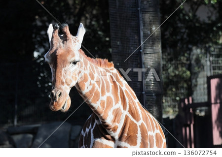 Giraffe Giraffe 136072754