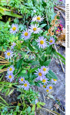 Small chrysanthemum pattern Small chrysanthemum pattern 136072774