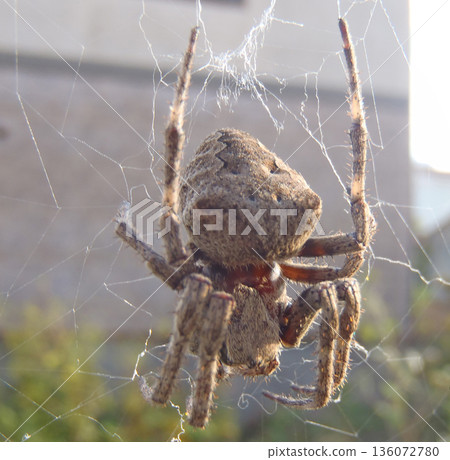 A big spider I saw in the garden A big spider I saw in the garden 136072780
