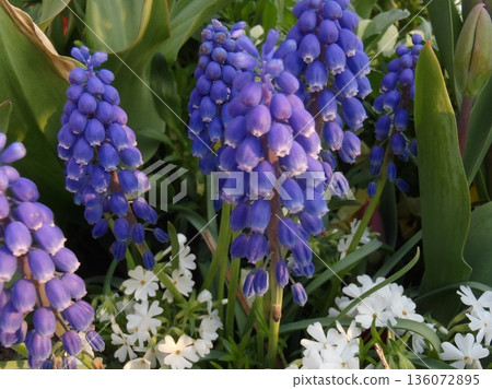 Blue and violet gradation muscari 136072895