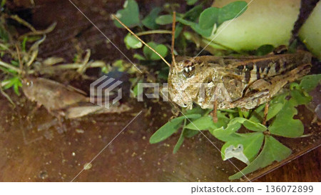 Adult and pre-adult grasshoppers 136072899
