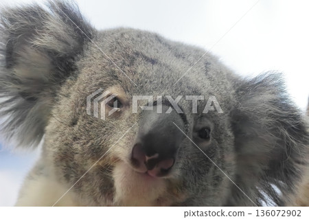 考拉 考拉 136072902
