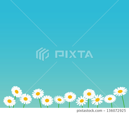 白色雛菊花背景素材。 136072925