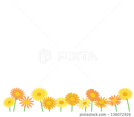 黃色雛菊花背景素材。 136072926