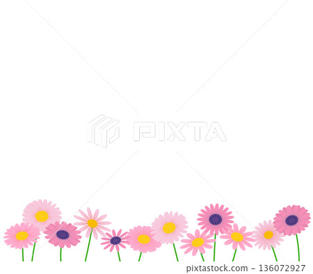 粉色雛菊花背景素材。 136072927