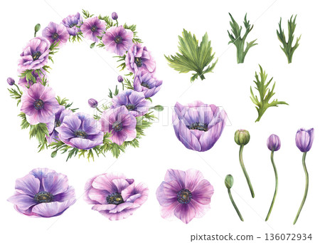 Watercolor purple Anemones flowers with pink, green buds and leaves wreath set. Hand drawn botanical frame for wedding, Valentines day, greeting card design. Isolated on white background illustration Watercolor purple Anemones flowers with pink, green buds and leaves wreath set. Hand drawn botanical frame for wedding, Valentines day, greeting card design. Isolated on white background illustration 136072934