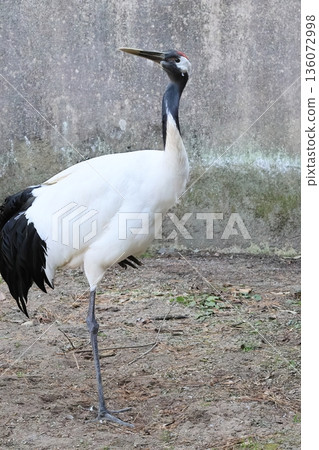 丹頂鶴 丹頂鶴 136072998