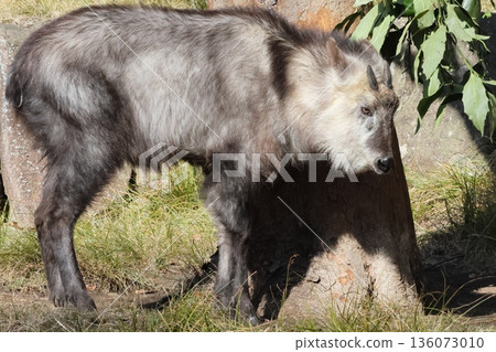 Japanese serow Japanese serow 136073010