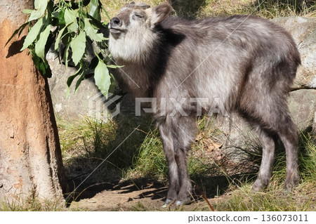 日本血統 136073011