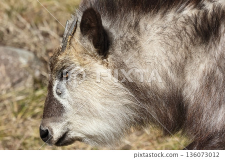 日本血統 日本血統 136073012