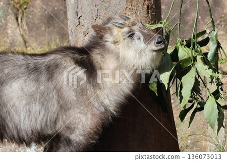 Japanese serow 136073013