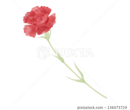 紅色康乃馨插畫,水彩風格 紅色康乃馨插畫,水彩風格 136073729