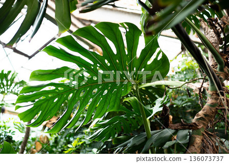 Monstera is a large tropical plant, a vine, a genus of the Araceae family. Wallpaper. Space for text. Monstera is a large tropical plant, a vine, a genus of the Araceae family. Wallpaper. Space for text. 136073737