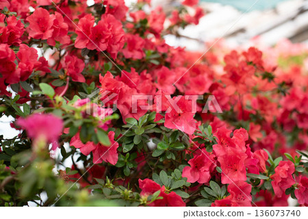 Flowering bright pink azalea, genus rhododendron. Wallpaper. Space for text. High quality photo Flowering bright pink azalea, genus rhododendron. Wallpaper. Space for text. High quality photo 136073740