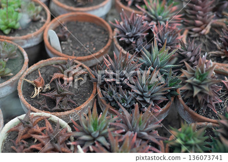 Various succulents grown in clay pots. Perennial succulent plants. Wallpaper. Space for text.  136073741