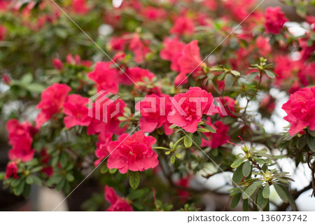 Flowering bright pink azalea, genus rhododendron. Wallpaper. Space for text. High quality photo 136073742