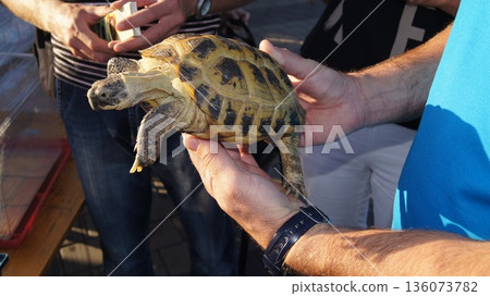 A man holds an amphibious turtle in his hands. Help the turtle. A man holds an amphibious turtle in his hands. Help the turtle. 136073782