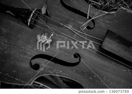 Stringed Instruments and Withered Flowers Stringed Instruments and Withered Flowers 136073789