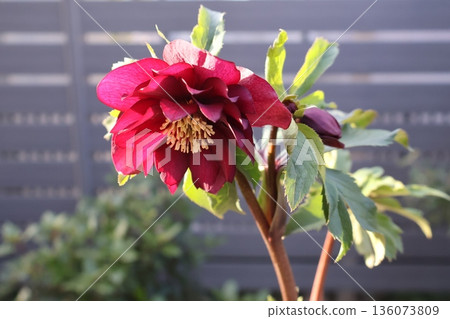 紅色重瓣聖誕玫瑰 紅色重瓣聖誕玫瑰 136073809