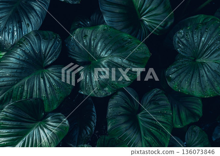 Herb wall, plant wall, natural green wallpaper and background.  136073846