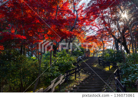 Backlit maple leaves decorate the hills of Ageo Maruyama Park in Hirakata, Ageo City, Saitama Prefecture 136073861