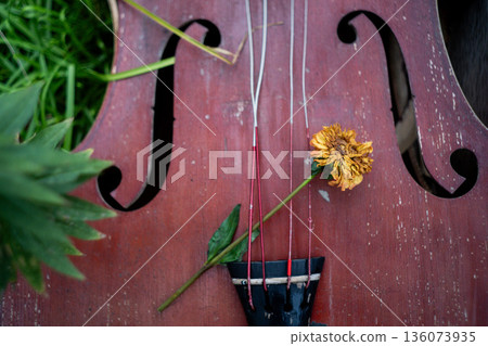 Broken stringed instrument in a ruined place Broken stringed instrument in a ruined place 136073935