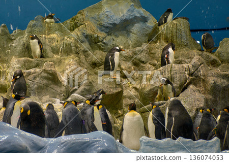 A group of king penguins resting on ice rocks in the Loro Parque ecosystem in Tenerife, Canary Islands A group of king penguins resting on ice rocks in the Loro Parque ecosystem in Tenerife, Canary Islands 136074053