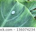 芋頭葉子上的水滴 136074234