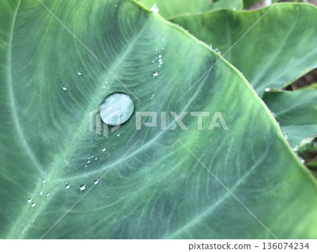 Water droplets on taro leaves Water droplets on taro leaves 136074234
