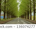 Fresh green Metasequoia tree-lined street 136074277