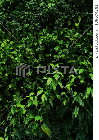 Background material photo of a close-up of a plant wall 136074281