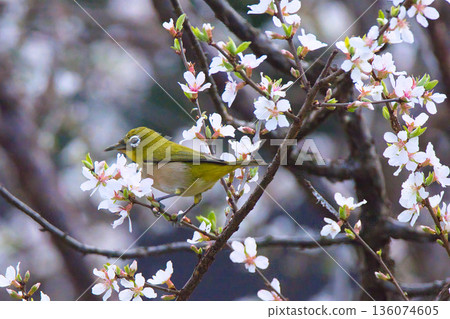White-eye that sucks the nectar of plum blossoms White-eye that sucks the nectar of plum blossoms 136074605