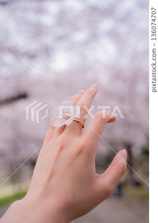 女人的手，櫻花和金戒指 136074707