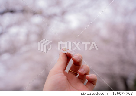 手與櫻花 136074768