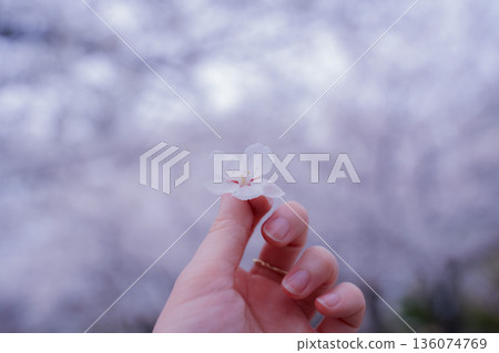 Hand with cherry blossoms 136074769