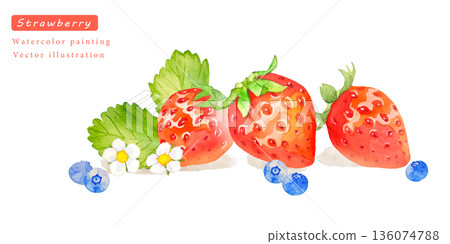 水彩草莓向量圖 水彩草莓向量圖 136074788