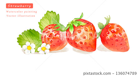 Watercolor strawberry vector illustration 136074789